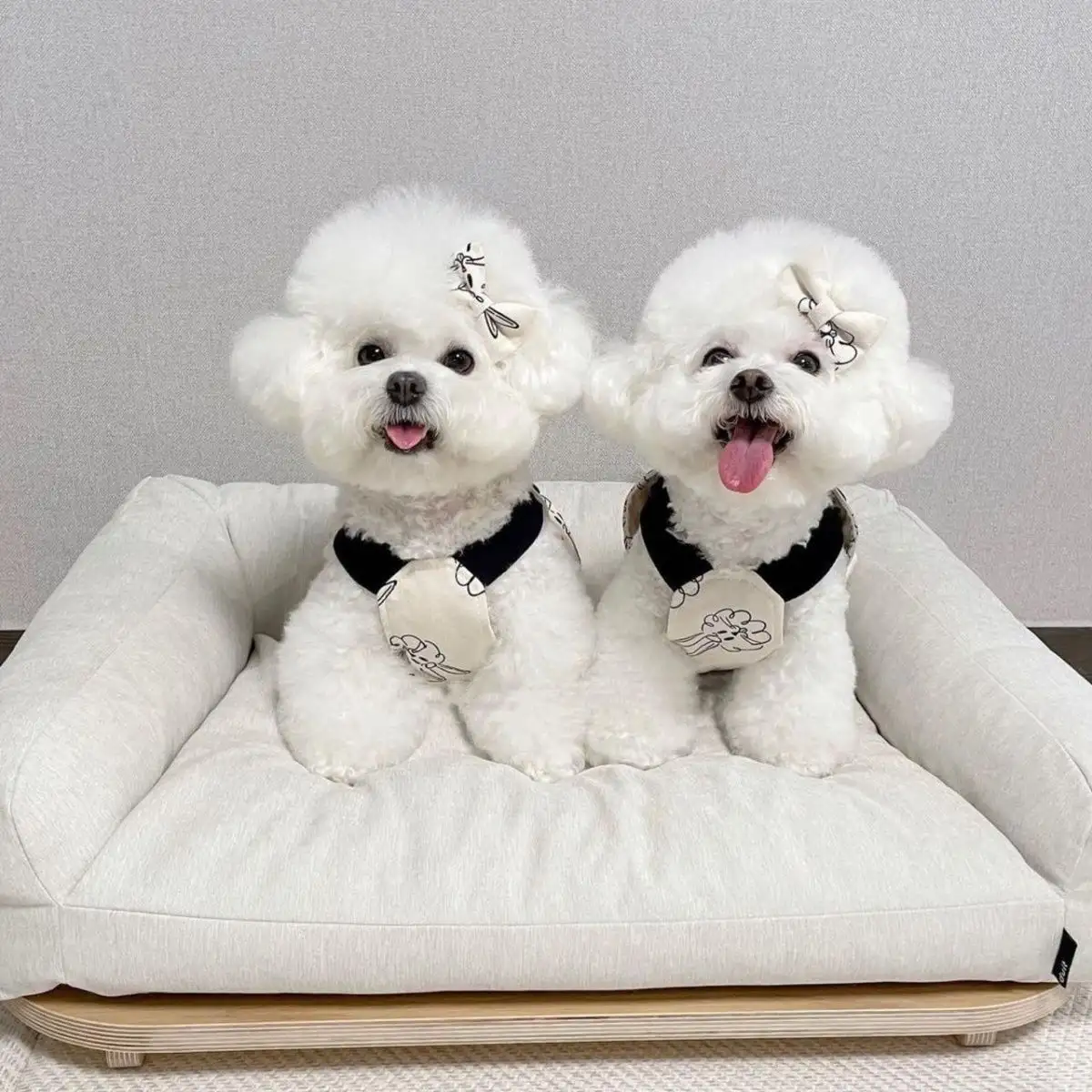 Pet Dog Overalls Teddy Bichon Trend