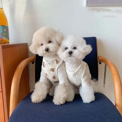 Pet Dog Cotton Vest Clothes with Traction Ring