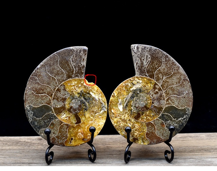 Fossil specimens true spot color snail ammonite fossil