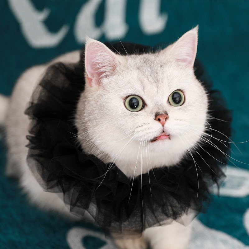 Black lace collar