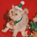 Green Christmas Suit