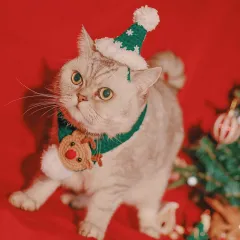 Pet Christmas Hat Hand Woven - Green Christmas Suit - View 1