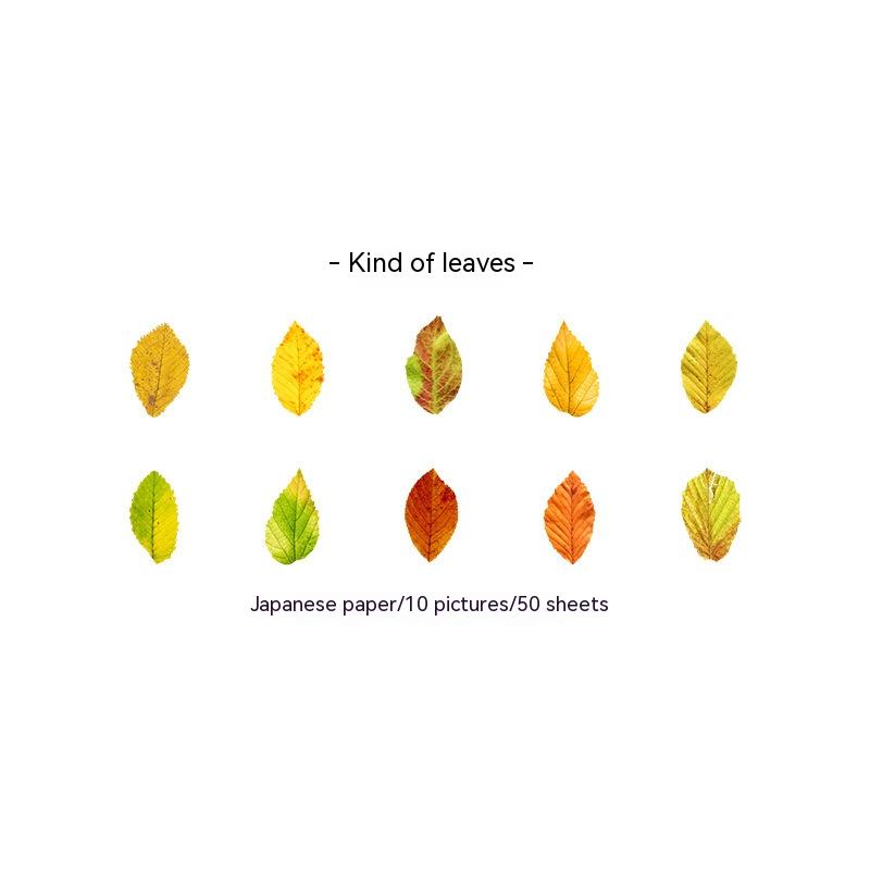 3 Beech Leaves