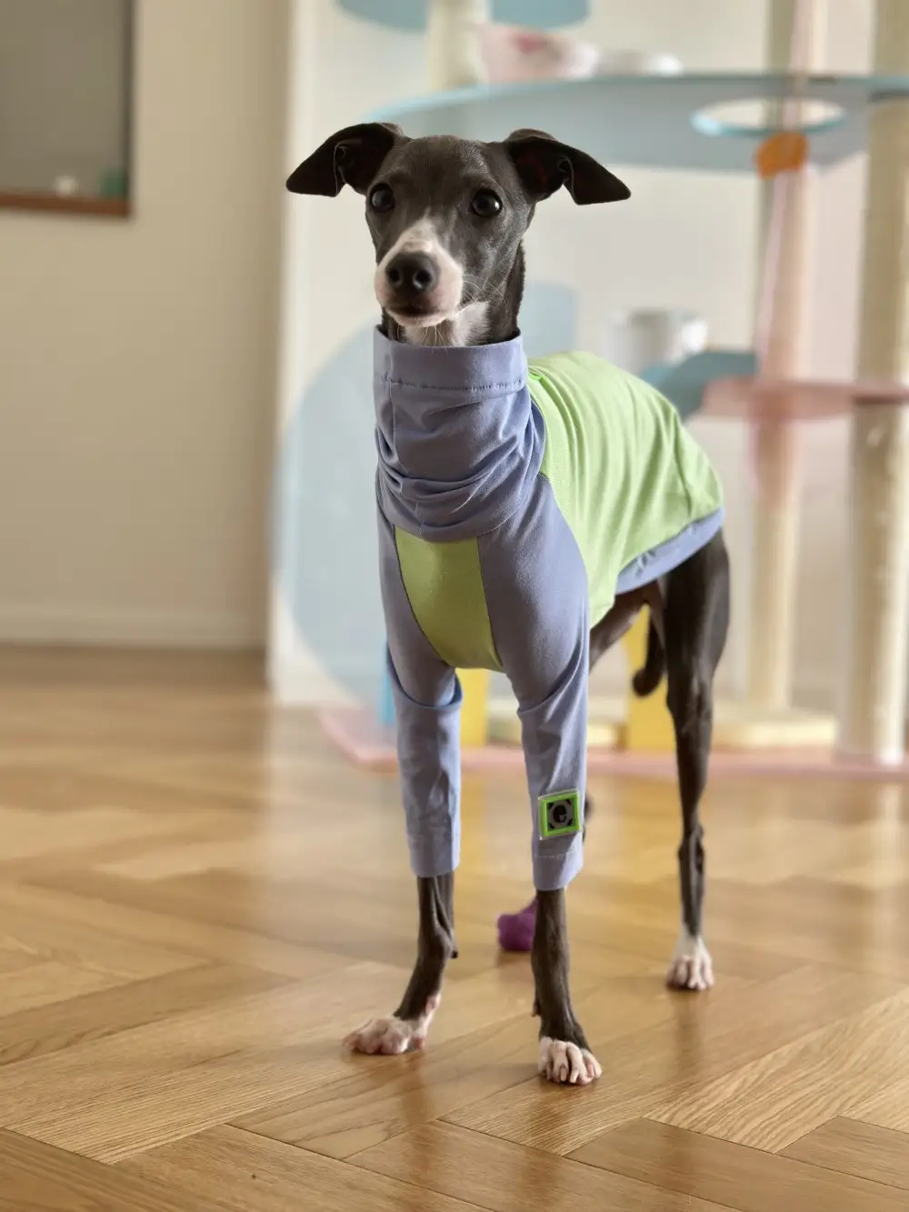 Color Matching Cotton T-shirt Vest Linton Terrier Clothes