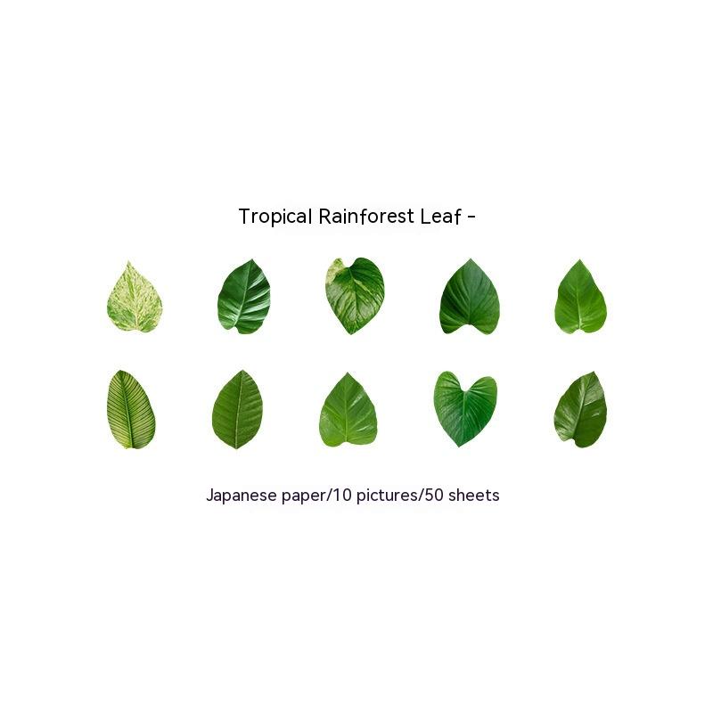 4 Tropical Rainforest Leaves