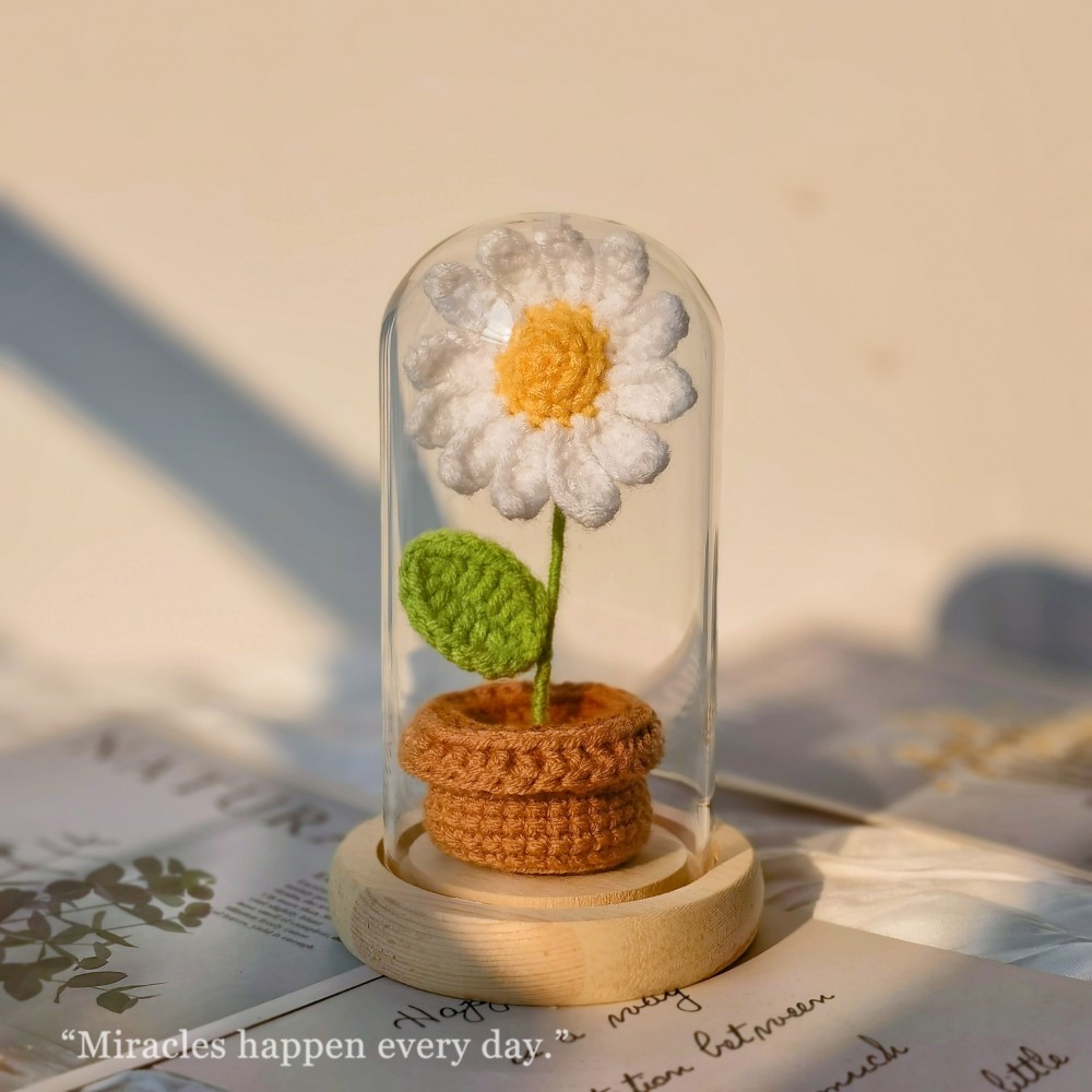 1 Daisy With Glass Cover