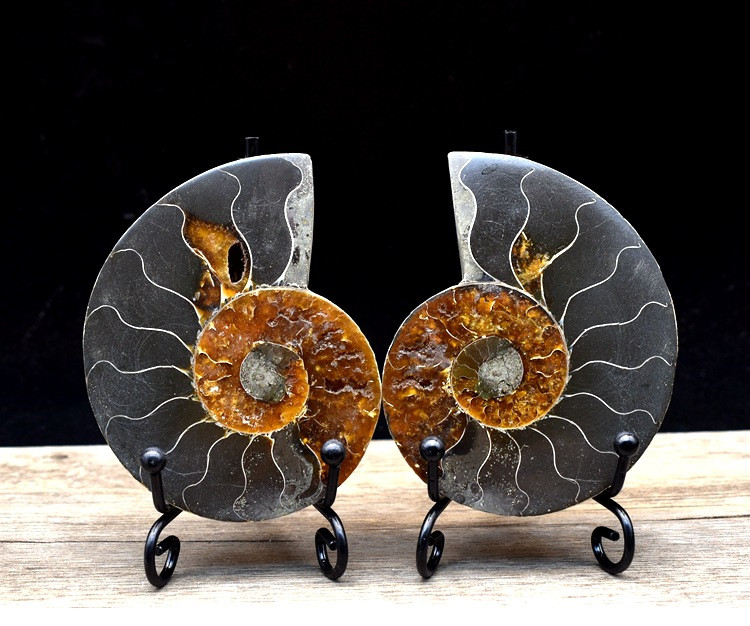 Fossil specimens true spot color snail ammonite fossil