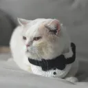 Bib