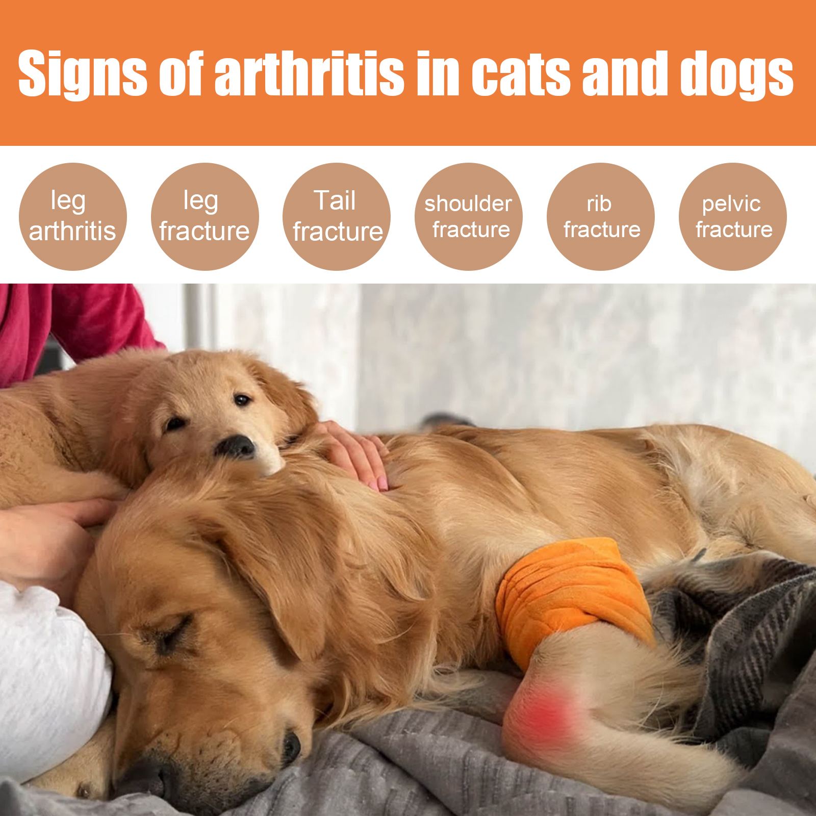 Pet Bee Joint Oil For Dogs & Cats, Joint Support Supplement Oil Relief Joint Discomfort, Improve Mobility & Repair Joint Tissue, 30ml — foto 6