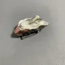 Oysters