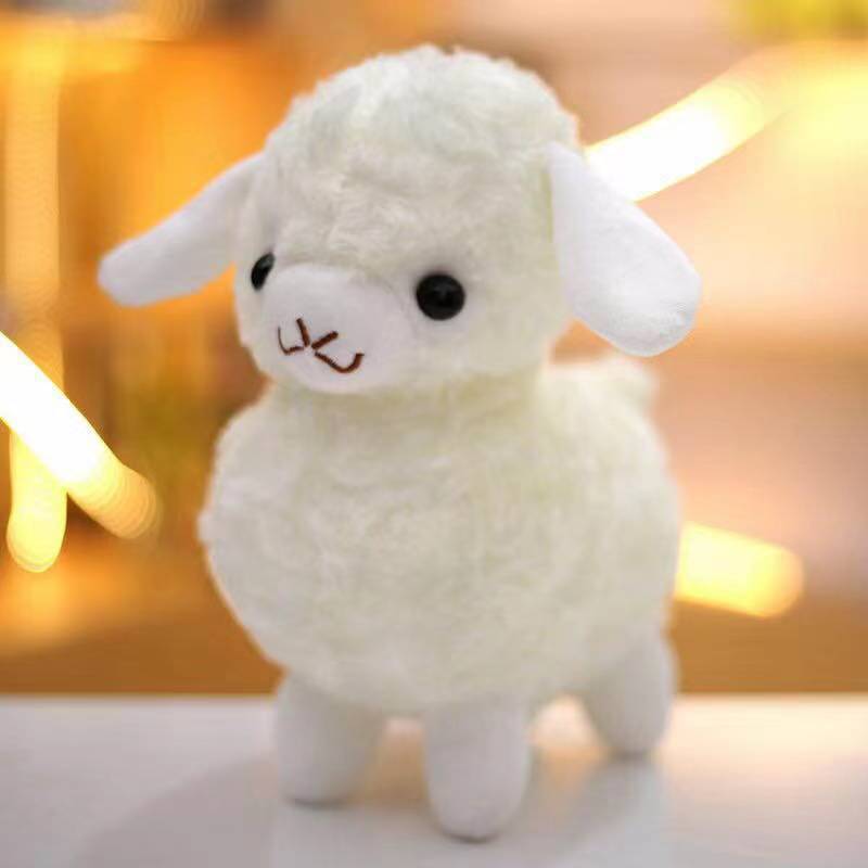 Cute sheep