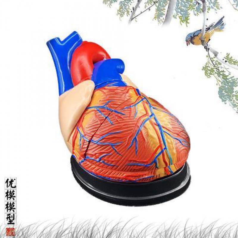Standard Human Heart Model Anatomical Detachable Teaching