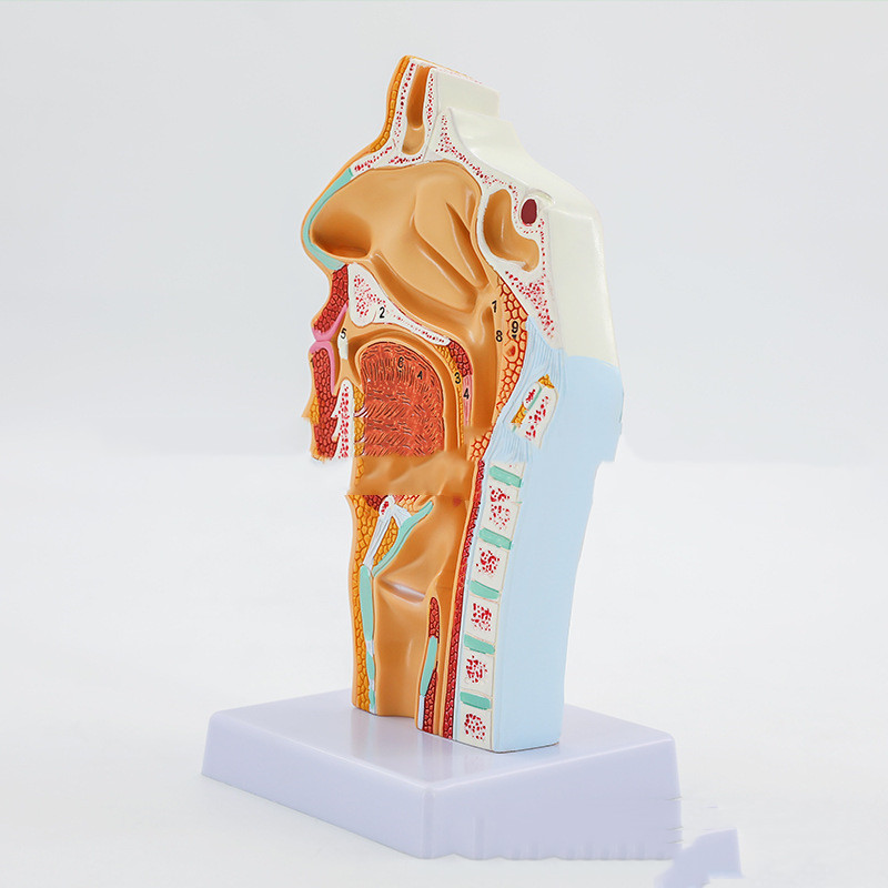 Anatomical Model Of Human Nasal and Oral Cavities