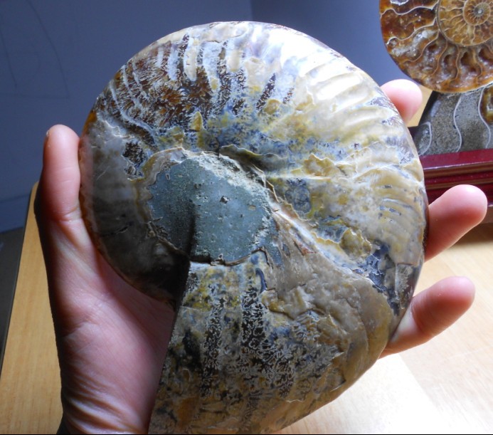 Natural Conch Fossil Rough Stone Ornament (Beginner level)