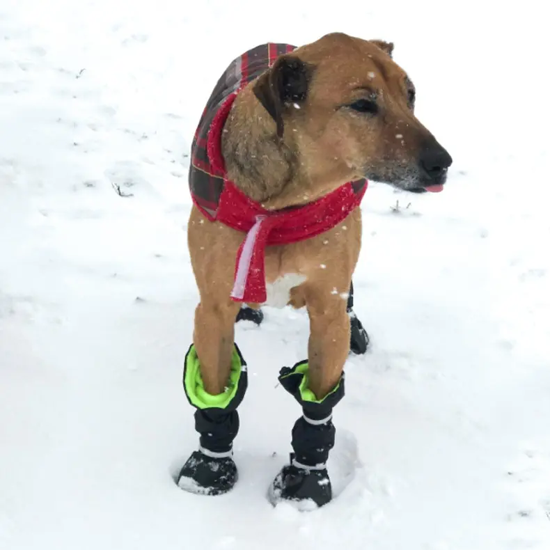 Pet Shoes For Dogswaterproof And Snowproofgeneral Rain