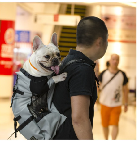 Title 5, Lo zaino per cani e animali domestici sta uscendo