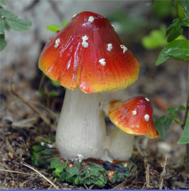 A Dark red mushroom