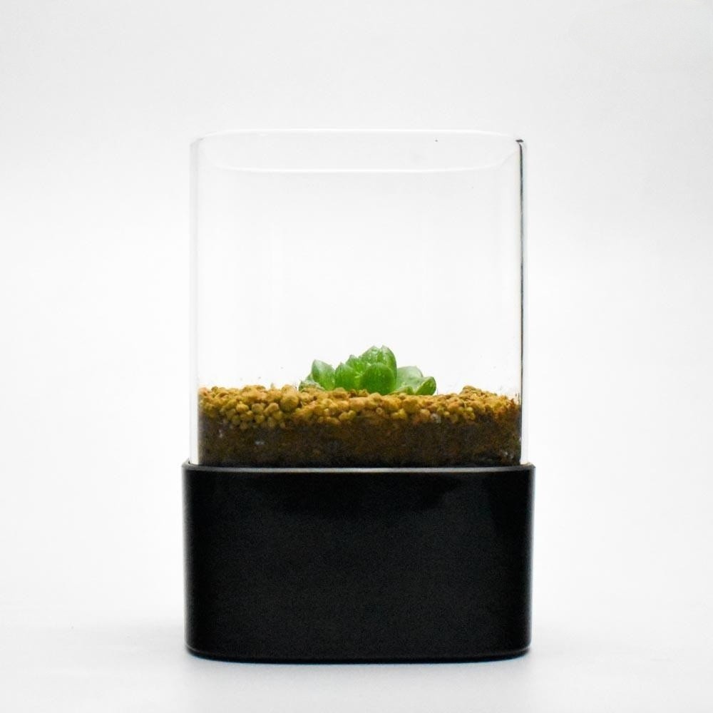 Title 11, Petit pot de fleurs en verre pour succulentes, ...