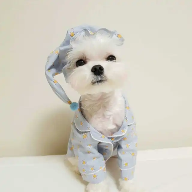 Blue Star Pajama Set Dog Loungewear Blue - Shop at LoveMi