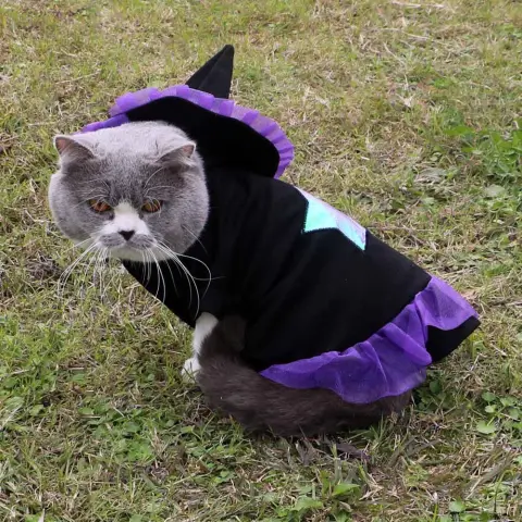 Christmas Wizard Pet Halloween Dog Clothes Pet