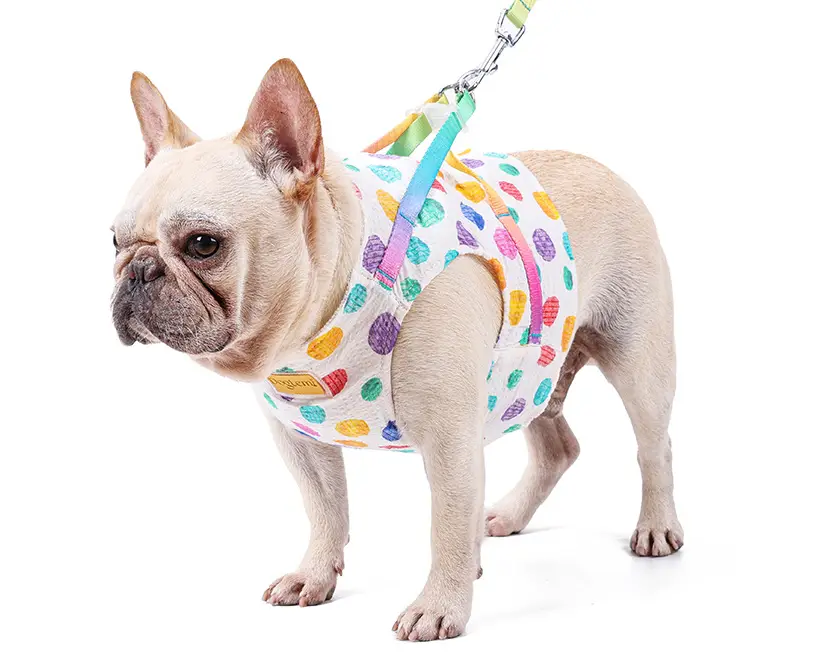 Pet Small Or Medium Sized Dog On A Chested Leash