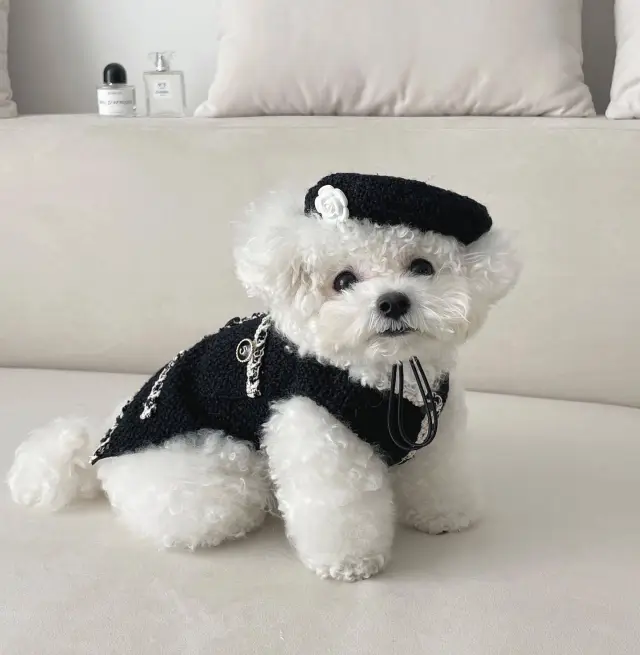 Pet Dog Cat Accessories Knitted Hat Black - Shop at LoveMi