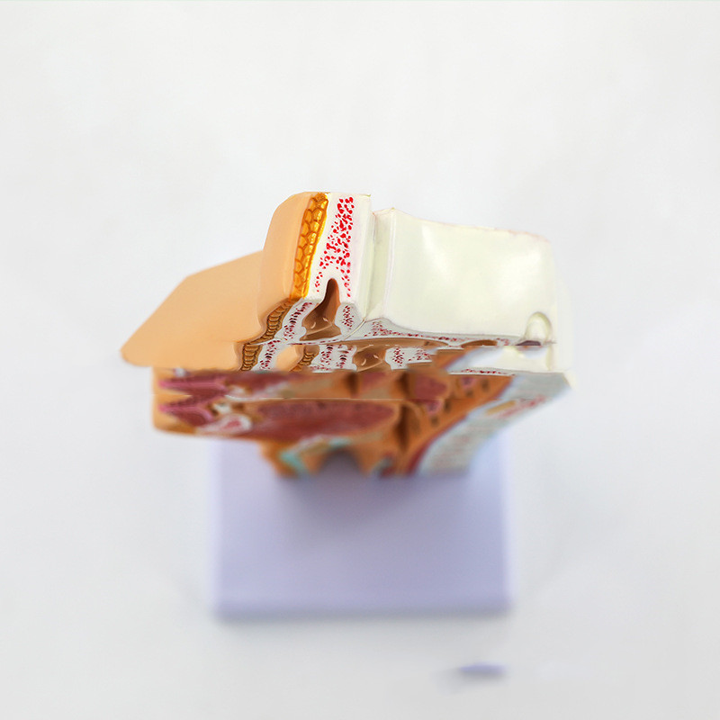Anatomical Model Of Human Nasal and Oral Cavities