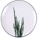 Ornithogalum