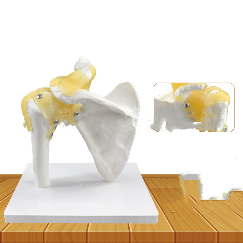Shoulder Joint With Ligament Skeleton anatomical PVC Model
