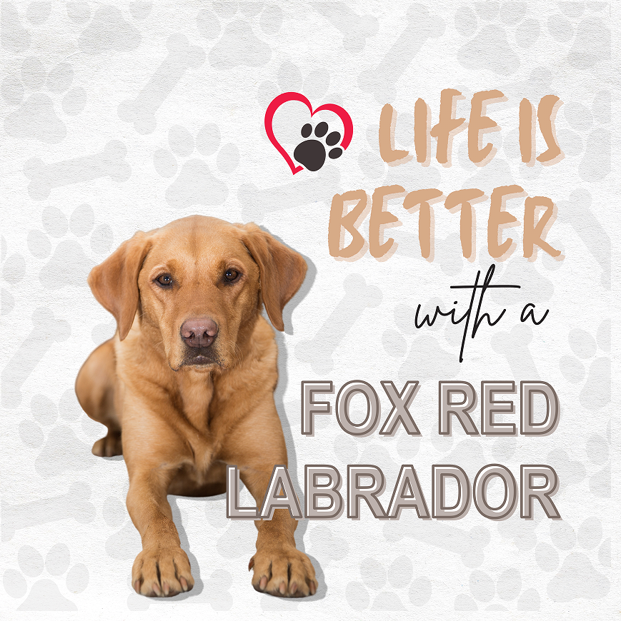 Fox red labrador