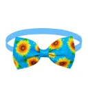 Blue Bottom Sunflower