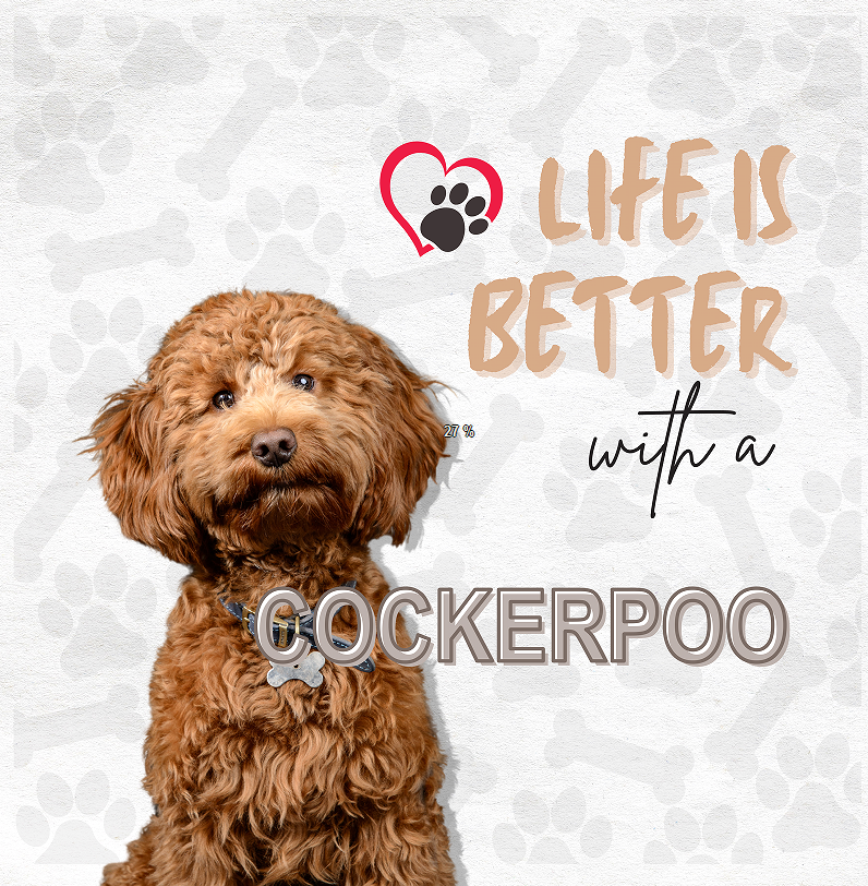 Cockerpoo