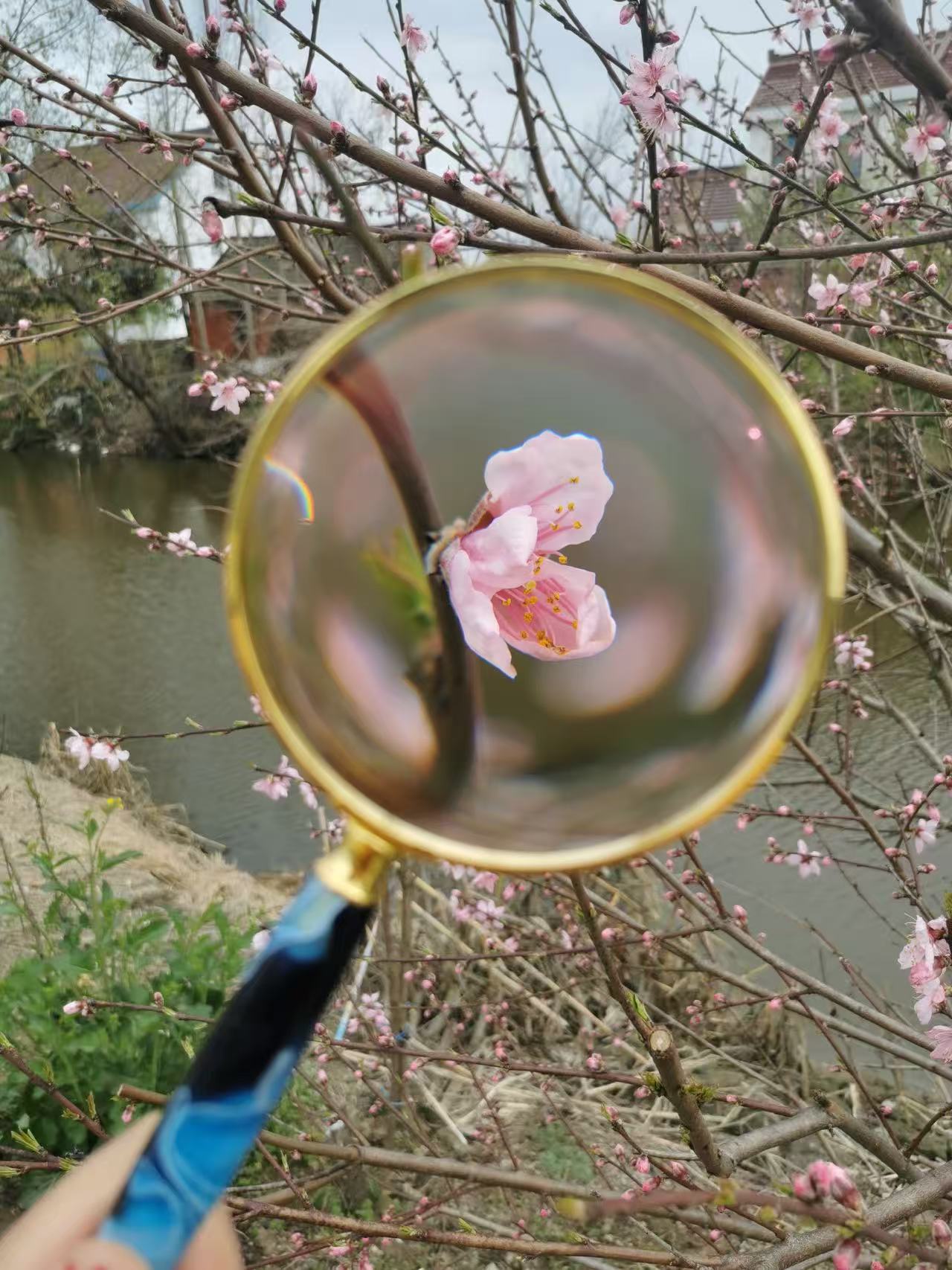 Magnifying Glass