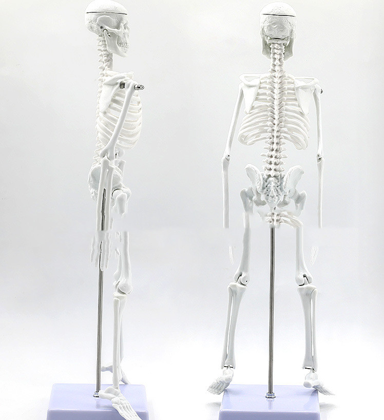 45CM Anatomical Anatomy Human Skeleton Model