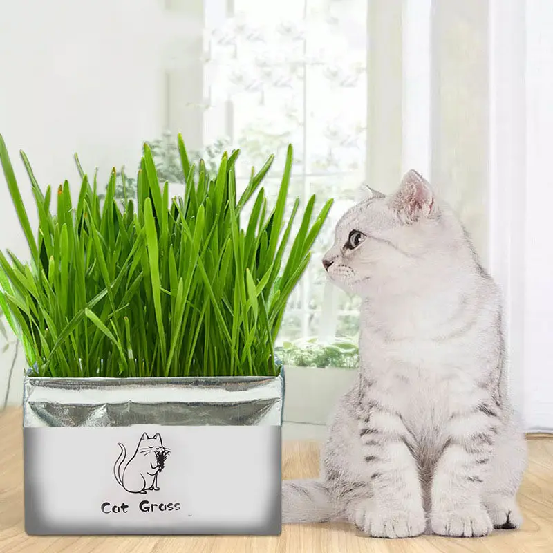 Soilless Organic Cat Grass Clean Oral