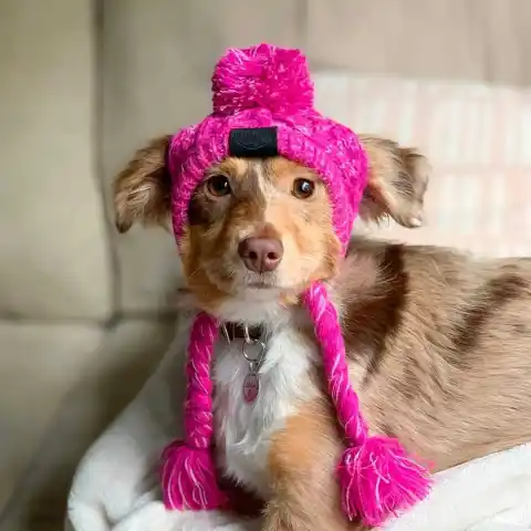 Fur Ball Warm and Windproof Fluffy Knitting Method Dog