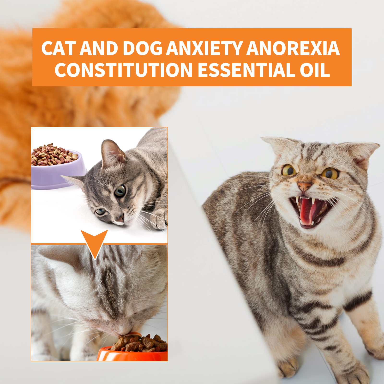Pet Calming Hemp Oil For Dogs & Cats, Natural Anxiety Relief Supplement, Improve Appetite & Support Pet Health, 30ml — foto 3