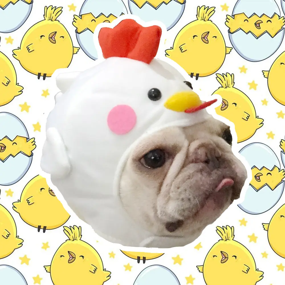 Pet Styling Video Creative Supplies Cute Dog