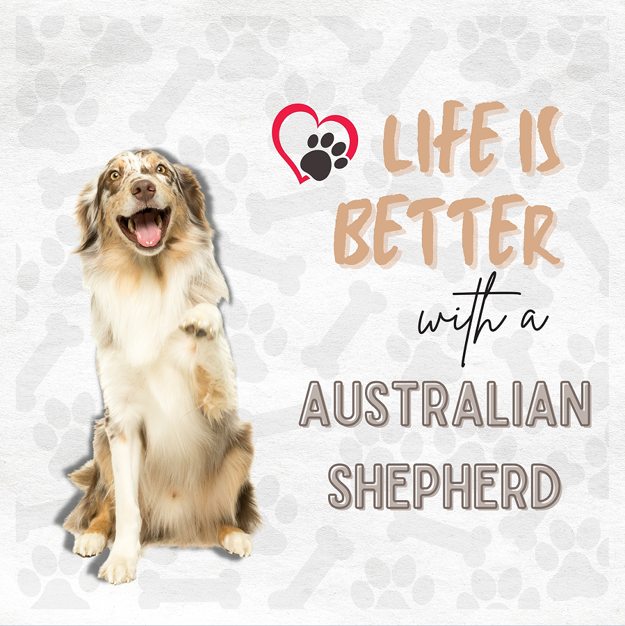 Austrialian Shepherd