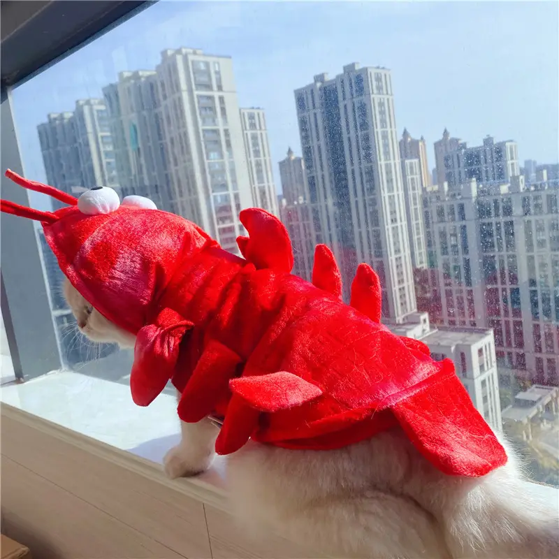 Halloween Cat Lobster Clothes