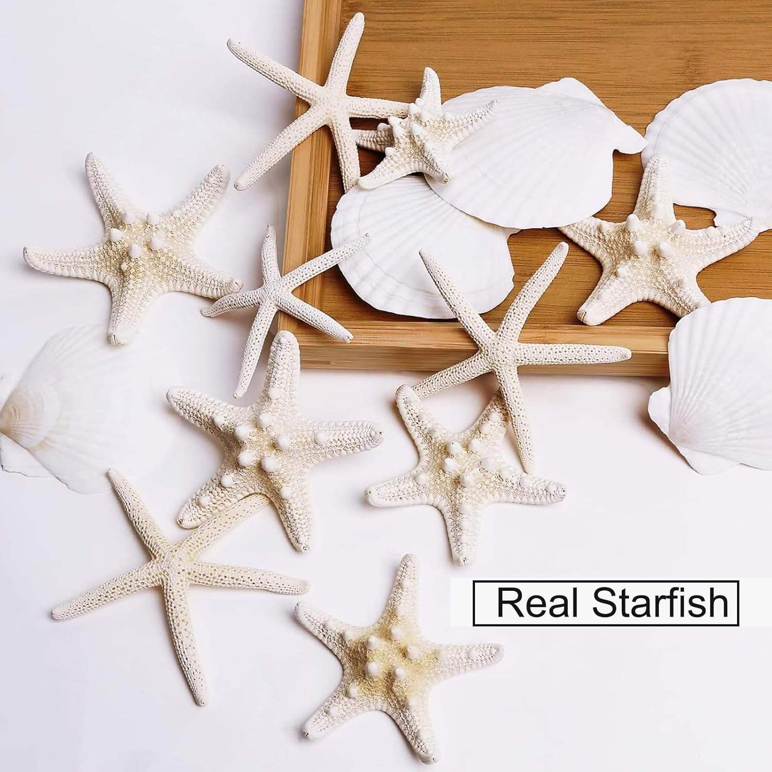 3-4 Inches Large Starfish And Scallop Shells For Crafts 12PCS Natural Beach Sea Shells For Crafting_voghion.com