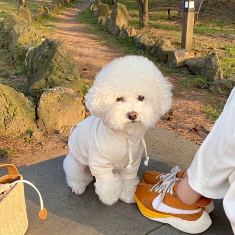 Title 4, Suéter simples de moda para cães Roupa de cacho...