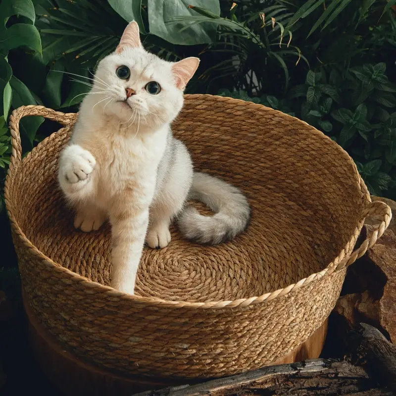 All-in-one Cattail Mat With Rattan Cat Litter