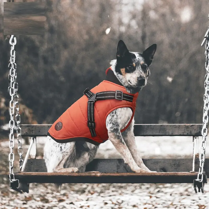Pet Autumn And Winter