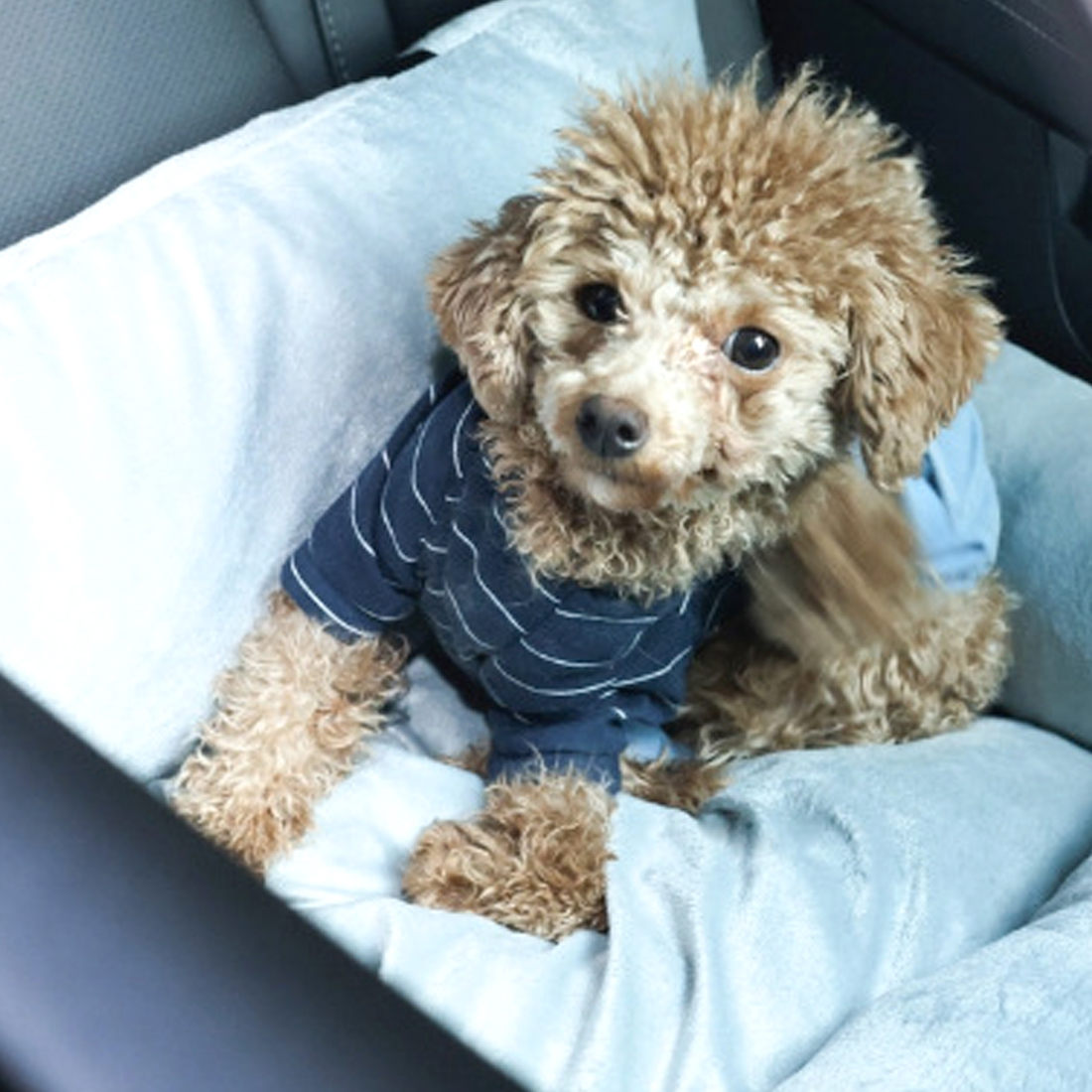 Travel Dog Bed & Car Cushion