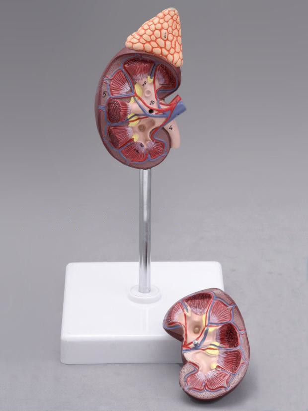 Kidney With Adrenal Gland Anatomical Model
