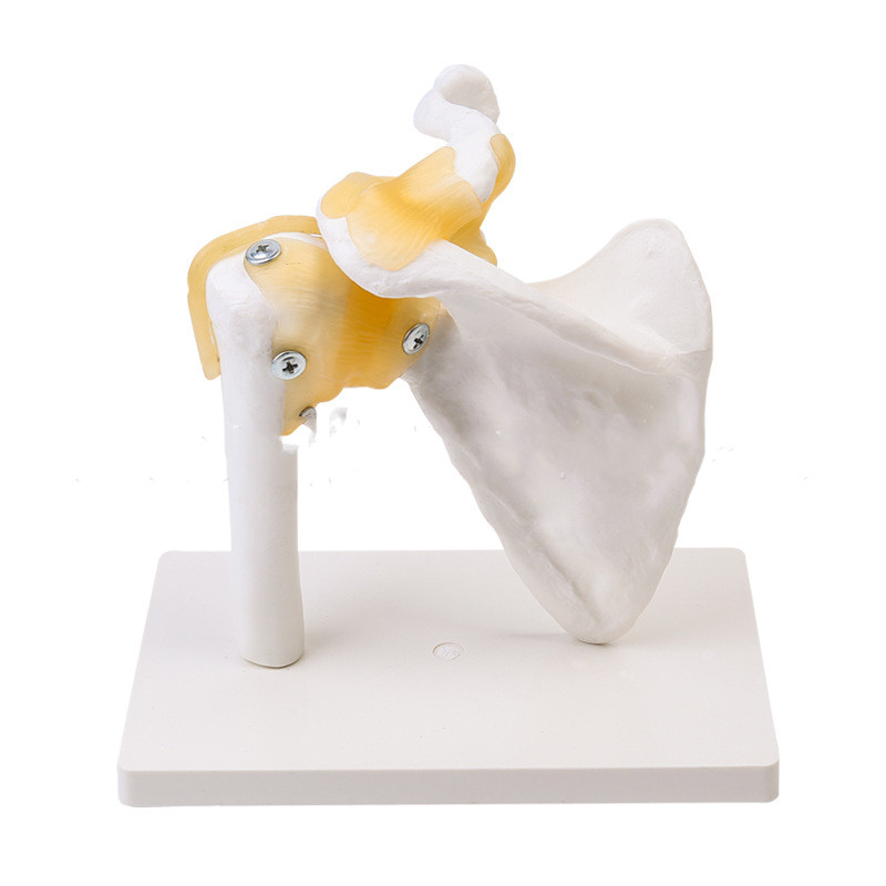 Shoulder Joint With Ligament Skeleton anatomical PVC Model