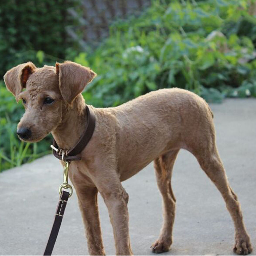 Collier pour chien en véritable peau de vache
