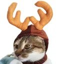 Brown Hat