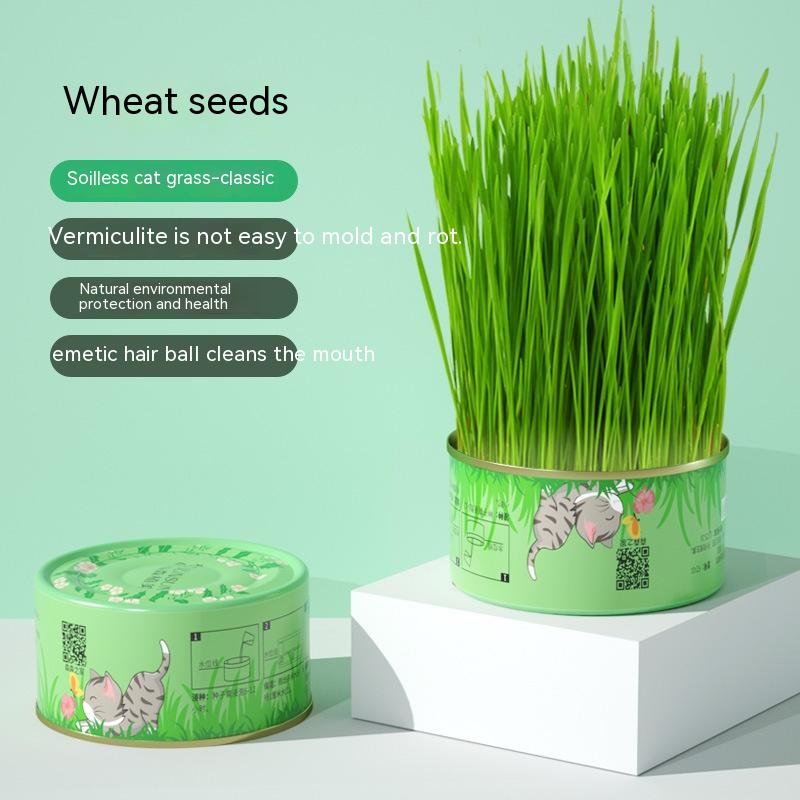 Cat Grass Can Wheat Seeds